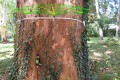 tomograf-akustyczny-arborsonic-3d-03.jpg