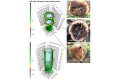 tomograf-akustyczny-arborsonic-3d-06.jpg