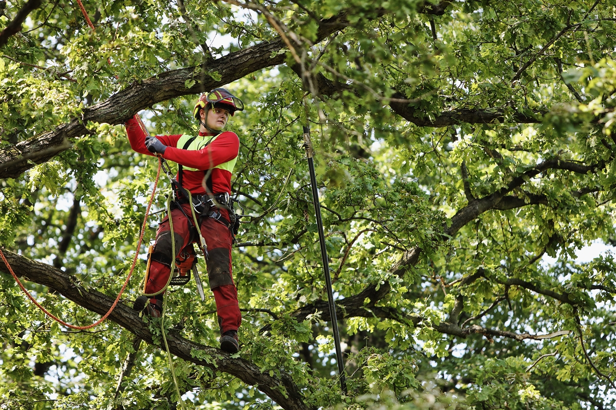 sklep-dla-arborystow-00